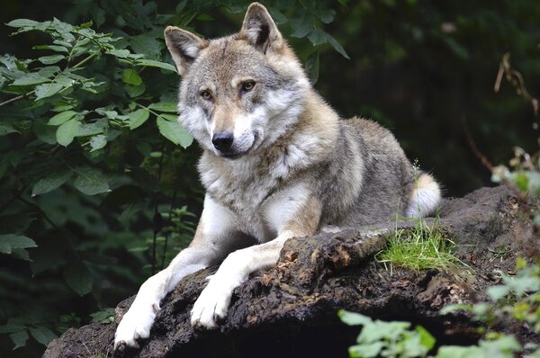 Ein Wolf ruht auf einer gro�en Baumwurzel im Wald 