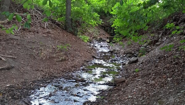 fast ausgetrocknetes Bachbett in einem Wald
